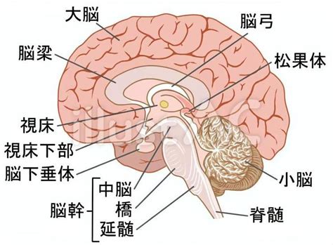 頭部位置|ヒトの脳： 解剖学的構造と機能